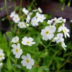 Nezábudka močiarna (Myosotis palustris) ´ALBA´, kont. P9